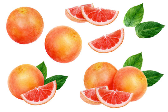 Grapefruit set watercolor isolated on white background