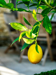 Perfect lemon hanging from green branch in golden light