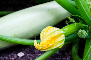 Fruit of young zucchini with flower growing on bush.