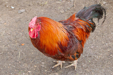 Bright rooster walks in the yard in spring