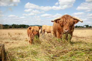 Kalb mit Mutter am Essen