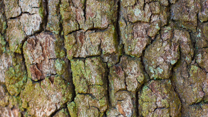 Tree Bark Texture