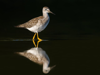 Lesser Yellowlegs with Reflection Foraging on Dark Green Background