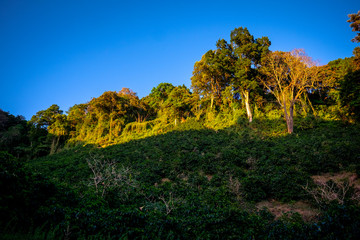 Coffee farm surrounded by nature