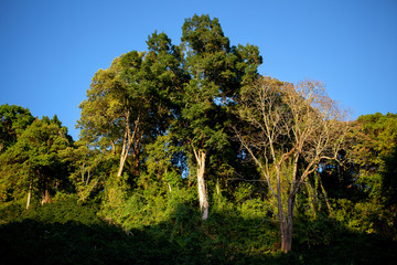 Fototapeta premium Tall green trees 