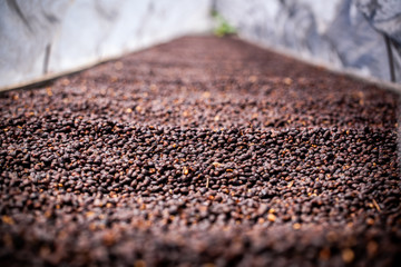 Process of solar drying coffee