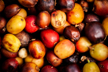 Raw coffee berries