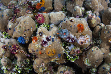 Colorful Christmas tree worms thrive in shallow water amid the remote islands of Raja Ampat, Indonesia. This equatorial region is possibly the center for marine biodiversity.