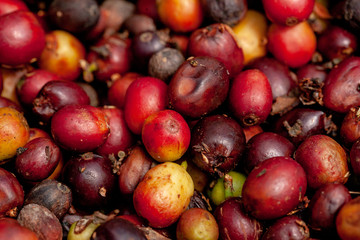 Raw coffee berries