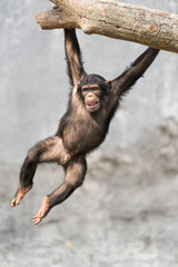 Young Chimpanzee hanging on a tree