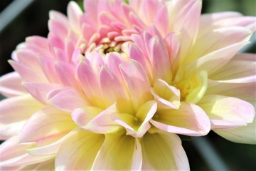 pink white and yellow dahlia flower