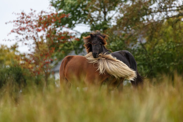 Spielende Islandpferde © Nadine Haase