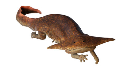 Diplocaulus, extinct amphibian from the Late Carboniferous to Permian period isolated on white background