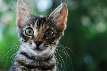 Fototapeta premium portrait of a cat