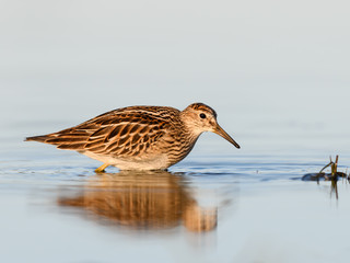 Pectoral Sandpiper with Reflection Foraging on the Pond