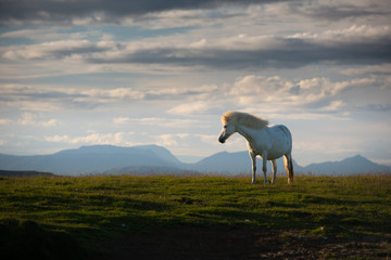 Obraz na płótnie Canvas Icland ponies on meadow