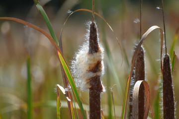 Cattail spikes blowing in the windo.