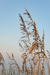 Seaoats in Morning Light