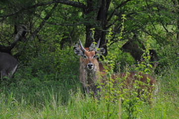 deer in the forest