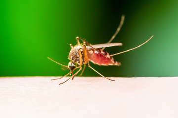 Encephalitis, Yellow Fever, Malaria Disease, Mayaro or Zika Virus Infected Culex Mosquito Parasite Insect Macro on Green Background