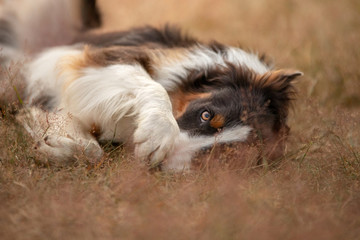 the dog lies on the field, resting, playing. romantic cute border collie
