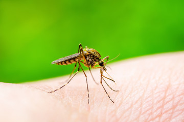 Dangerous Zika Infected Mosquito Bite on Green Background. Leishmaniasis, Encephalitis, Yellow Fever, Dengue, Malaria Disease, Mayaro or Zika Virus Infectious Culex Mosquito Parasite Insect Macro.