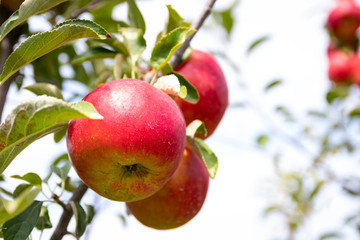 Ripe apple on the tree in an orchard