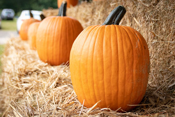 Ripe pumpkins displayed on bales of hay/straw in autumnal farm setting.