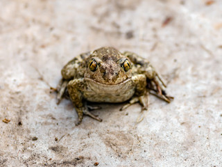 Frog Amphibian Reptile Animal Macro