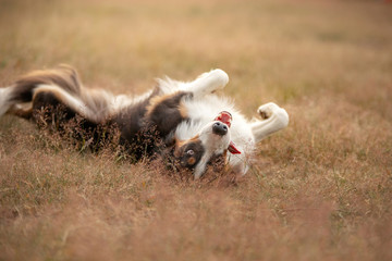 Fototapeta premium the dog lies on the field, resting, playing. romantic cute border collie