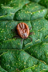 Encephalitis Virus or Lyme Borreliosis Disease or Monkey Fever Infectious Dermacentor Tick Arachnid Parasite Insect on Green Leaf Macro