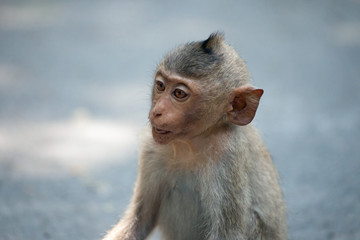 可愛いサル