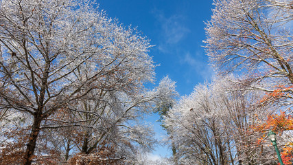 Snow filled trees after a snowfall.