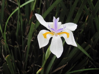 Obraz premium white crocus flower