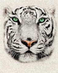 head of a white  tiger