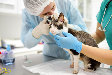 Two veterinarian doctor checking the ears of cat of the breed Cornish Rex with otoscope in...