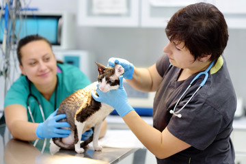 Two veterinarian doctor checking the ears of cat of the breed Cornish Rex in veterinary clinic.