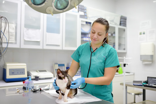 Veterinarian examines a cat of a disabled Cornish Rex breed in a veterinary clinic. The cat has only three legs.