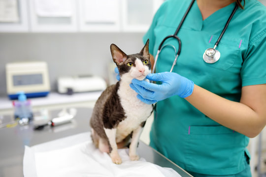 Veterinarian examines a cat of a disabled Cornish Rex breed in a veterinary clinic. The cat has only three legs.