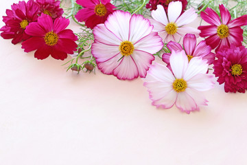 Beautiful cosmos flowers on pale pink background
