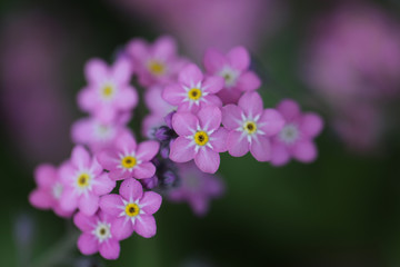 Obraz premium Close up Pink Forget-me-not flower. soft focus