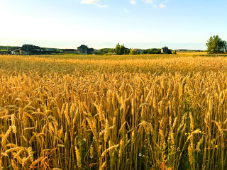 Spikes of rye on field in evening, sun.