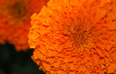 花　素材