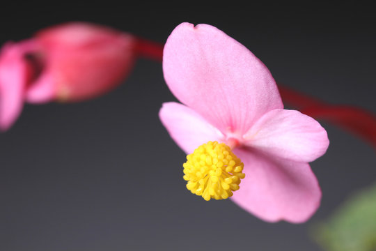 シュウカイドウの花