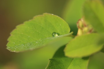 Macro world plants and flowers, Victoria BC
