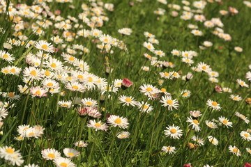 Macro world plants and flowers, Victoria BC