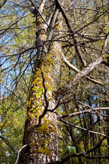 closeup tree trunk with moss in autumn on a sunny day, photo with soft focus