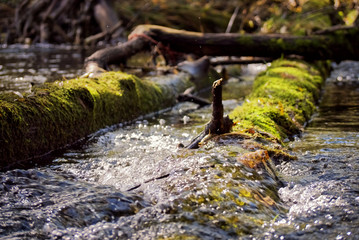 close-up of a forest stream flowing through mossy old trunks