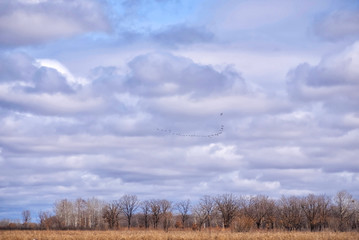 Flock of migrating geese flying in v-formation on the beautiful sky with cumulus grey clouds over the yellow forest. Autumn Landscape.
