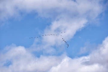 Flock of migrating geese flying in v-formation on blue sky with beautiful clouds